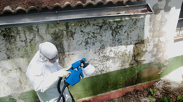 Top rated local Mold Remediation specialists in Duluth, GA